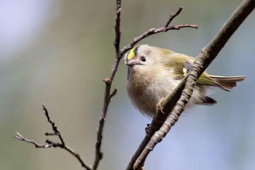 Goldcrest