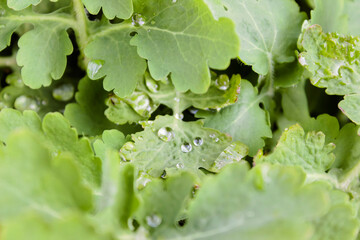 Wet green grass after the rain close up