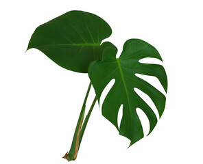 Two green monstera leaves with stalks the tropical plant evergreen vine isolated on white...