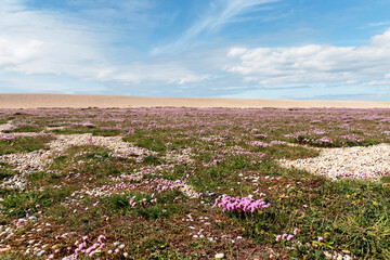 View of beautiful spring vegetation on the beach