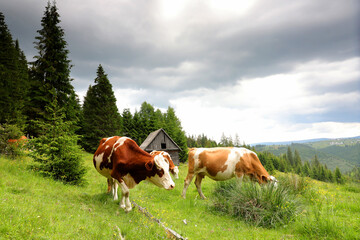 Fototapeta na wymiar Cows eat grass on a meadow with fresh grass surrounded by spruce forest in a cloudy day in the mountains.