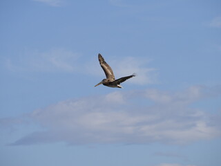 WILD PELICAN IN THE SEA OF GUANACASTE
