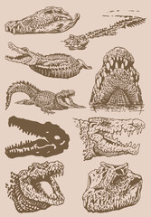 Graphical vintage set of heads of crocodiles , sepia background, vector illustration