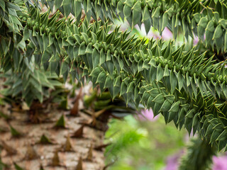 Chilean Araucaria, also called Andenfir, Chilean Spruce, Snake Tree.