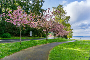 Park Roadside Blossoms 6