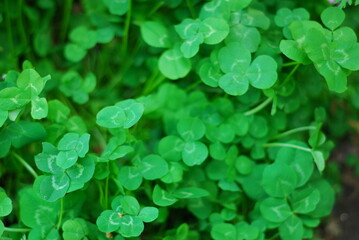 st patrick clover