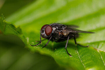 Fliege (Brachycera) auf einem Blatt