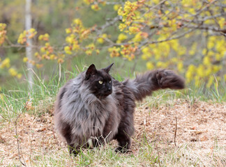 Norwegian forest cat male outdoors