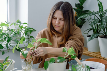 A young Caucasian woman gardener potting young epipremnum (scindapsus) houseplant in a flowerpot...