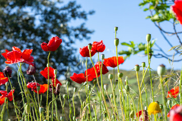 Obraz premium Red poppy field in the countryside.