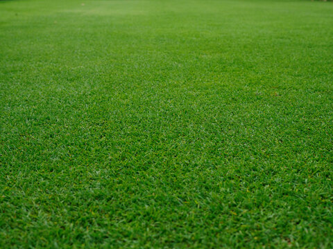 green grass background focus on meddle of picture