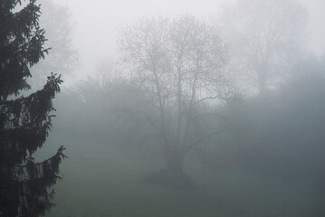 Obraz na płótnie Canvas tree in the countryside in the mist in spring