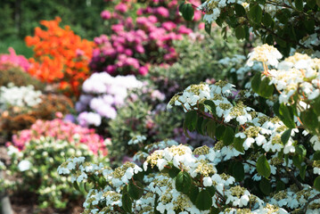 many blooming rhodendrons of different colors