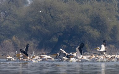 Great white pelican (Pelecanus onocrotalus) or rosy pelican bird at forest. Pelican migration in...