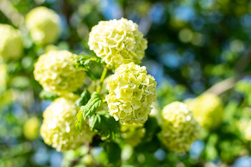 Bright blooming viburnum tree on bokeh background. Selective focus. Beautiful natural wallpaper.