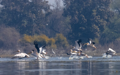 Great white pelican (Pelecanus onocrotalus) or rosy pelican bird at forest. Pelican migration in...