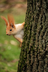 Red Squirrel on Tree trunk