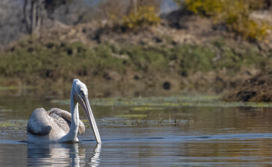 Dalmatian Pelican (Pelecanus crispus) floating on river during winter morning at forest.