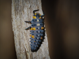 macro of a coccinella septempunctata