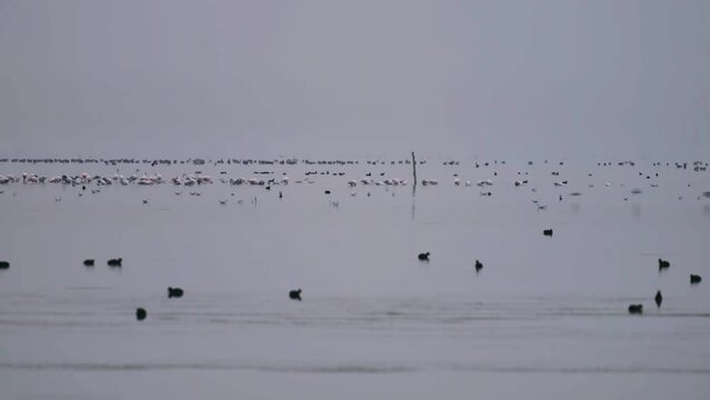 Lake full of bird species at dawn