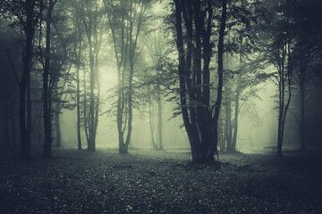 green fog in scary dark woods, fantasy landscape