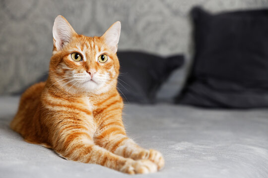 Portrait of ginger cat lying on a bed against blurred background. Shallow focus.