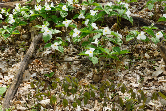 Wild Great white Trillium and Early Meadow Rue on forest floor with dead leaves in Spring
