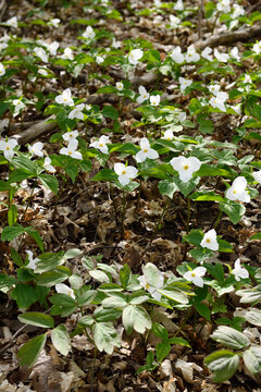 Wild flowering Great White Trillium and leaves of Early Meadow Rue in Spring on forest floor with dead leaves