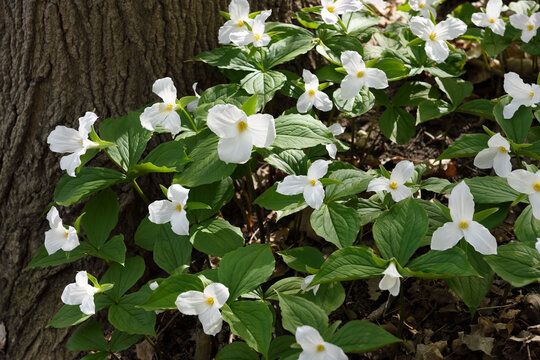 Stand of wild white Trillium Spring flowers on the forest floor with large tree trunk
