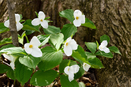 Group of wild Great White Trillium Spring flowers on the forest floor with large tree trunk