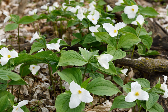 Carpet of Wild Great White Trillium Spring flowers ground cover Trillium grandiflorum on the forest floor with dead leaves