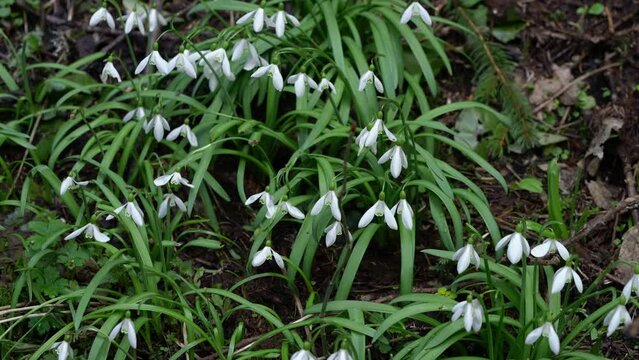 Snowdrop, Herald of Spring in natural ambient (Galanthus nivalis) - (4K)