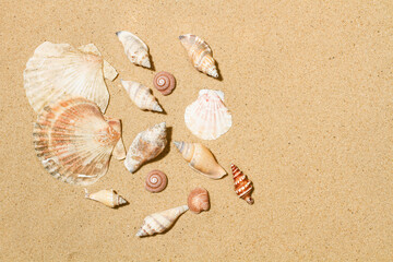 Muchas conchas marinas diferentes en la costa del mar sobre arena dorada. Vista superior y de cerca. Copy space