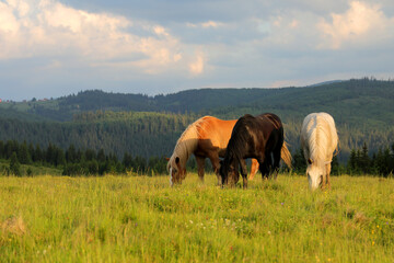 Three beautiful wild horse eat fresh grass on a beautiful meadow in a wild area in the mountains surrounded by a big spruce forest.