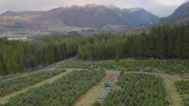 Aerial drone over Christmas Tree plantation, tractor packing trees.
