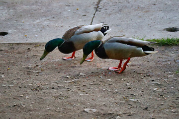 kaczki w jeziorze w Rybniku © Tomasz