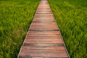 Obraz premium Wooden pathway on green rice field growing in countryside