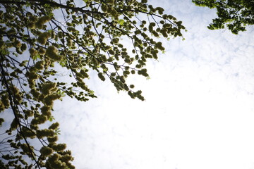Liście zielone na tle nieba niebieskiego
