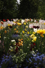 Kwiaty ogrodowe wiosenne kwitnące kolorowe - obrazy, fototapety, plakaty