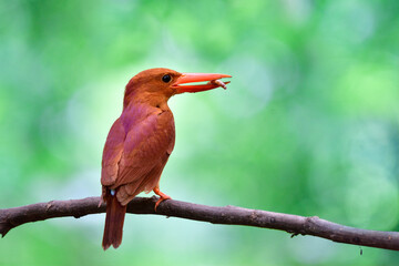 Bright rufous with large red beaks bird having meal worm in its mouth capture in its habitat mongrove forest, ruddy kingfisher