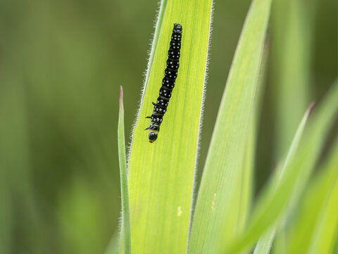 Timothy Tortrix aka Aphelia paleana caterpillar, on blade of grass.