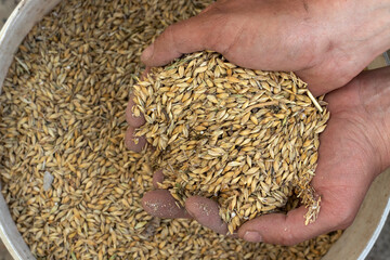 Handful of barley close up. Barley seed.