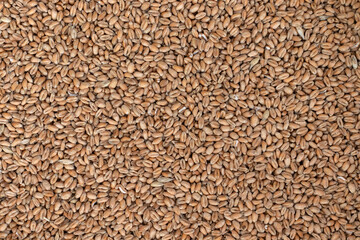 Wheat seed. Grain of wheat top view.