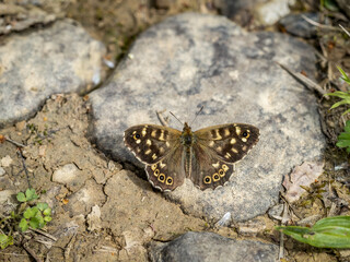 Speckled Wood butterfly warming in sun.