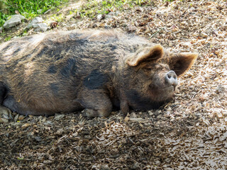 Kunekune pig relaxing in the sun.