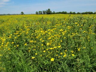 Un champ fleuri de boutons d'or.