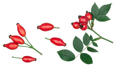 Rose hip isolated on a white background, top view