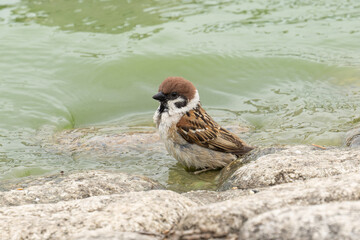 入浴中のスズメ