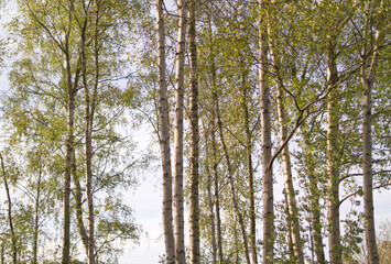 Birch tree trunks with blue cloudy sky background