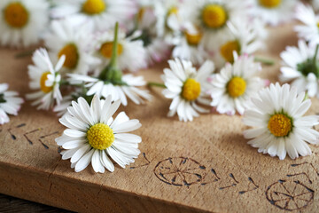 Fresh common daisy flowers on a table